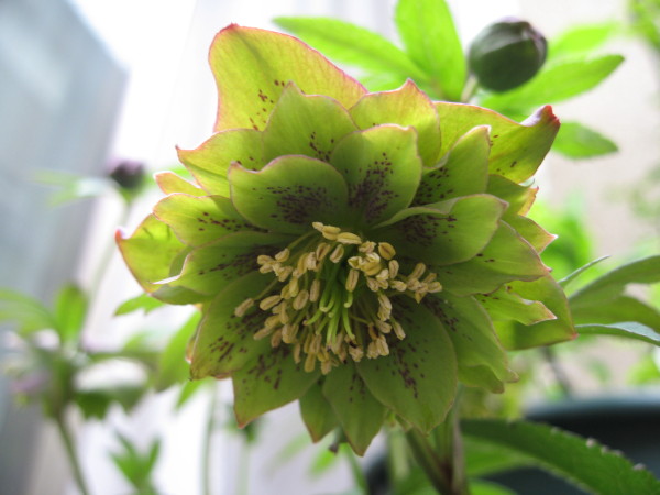 クリスマスローズ交配種 パーティードレス ローズカメレオン クリスマスローズと過ごすスローライフ